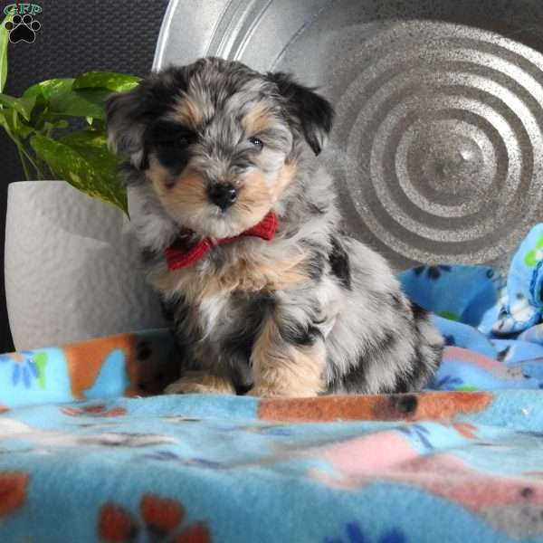 Charlie, Mini Aussiedoodle Puppy